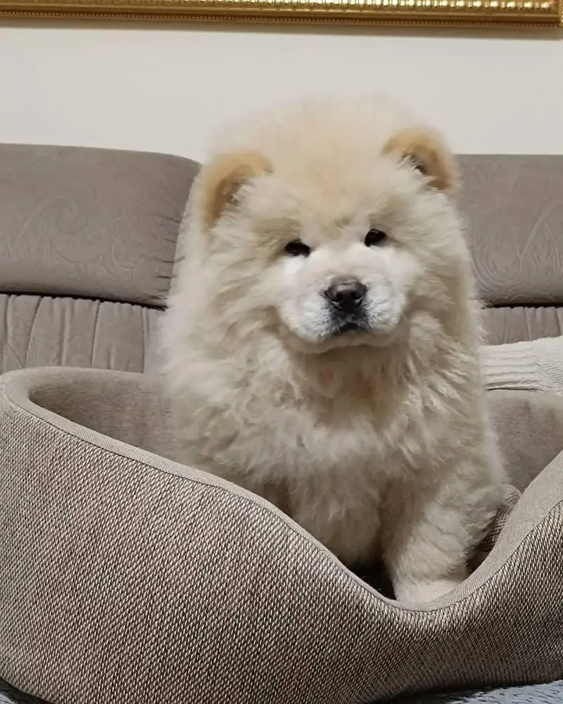 IMPORTED CHOW CHOW PUPPIES ARE AVAILABLE FOR SALE — photo 5