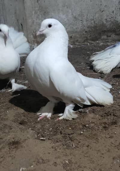 Laka/breeder pair/Fantail/pigeon/Kabooter/king/033_7333_0955