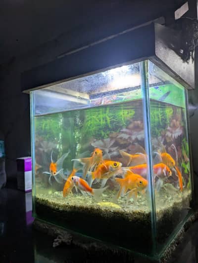 1.15 feet aquarium