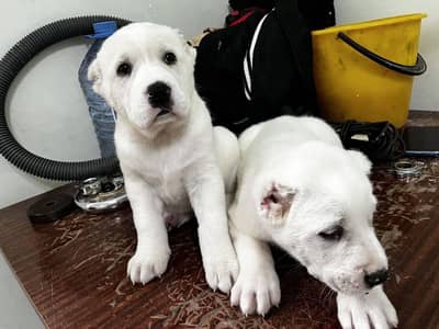 IMPORTED ALABAI PUPPIES AVAILABLE FOR SALE