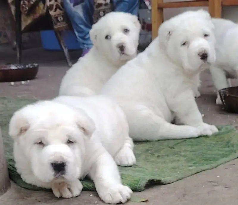 IMPORTED ALABAI PUPPIES AVAILABLE FOR SALE — photo 2