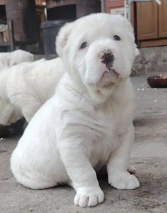 IMPORTED ALABAI PUPPIES AVAILABLE FOR SALE — photo 3