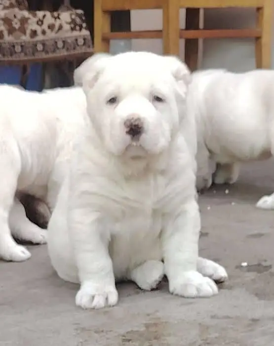 IMPORTED ALABAI PUPPIES AVAILABLE FOR SALE — photo 4