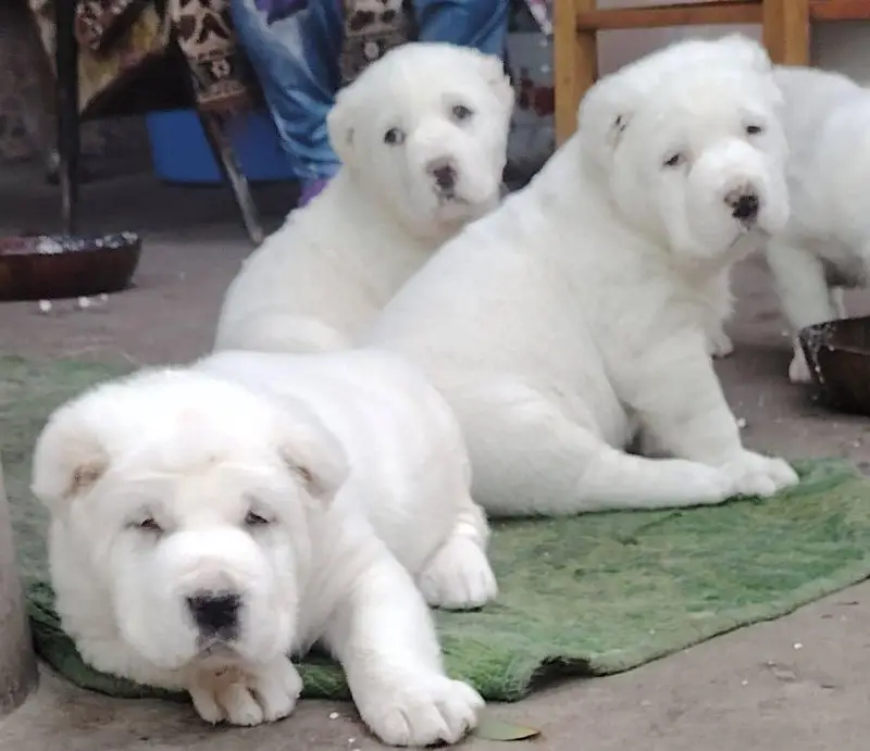 IMPORTED ALABAI PUPPIES AVAILABLE FOR SALE — photo 5