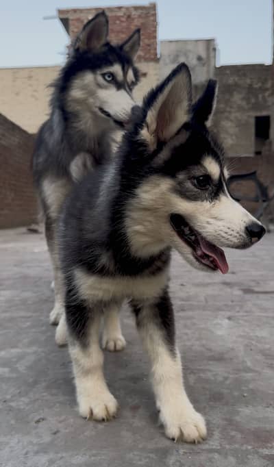 Siberian husky | wooly coat | beautiful puppy