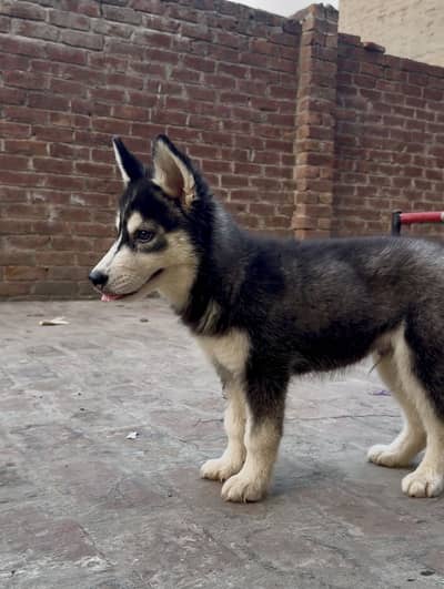 Siberian husky | wooly coat | beautiful puppy
