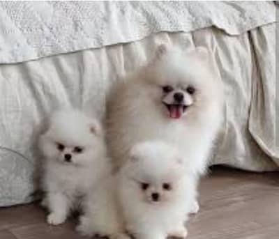 IMPORTED POMERANIAN PUPPIES ARE AVAILABLE FOR SALE
