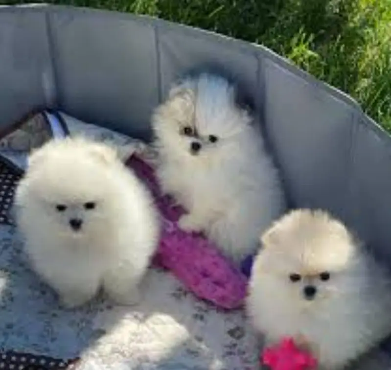 IMPORTED POMERANIAN PUPPIES ARE AVAILABLE FOR SALE — photo 2
