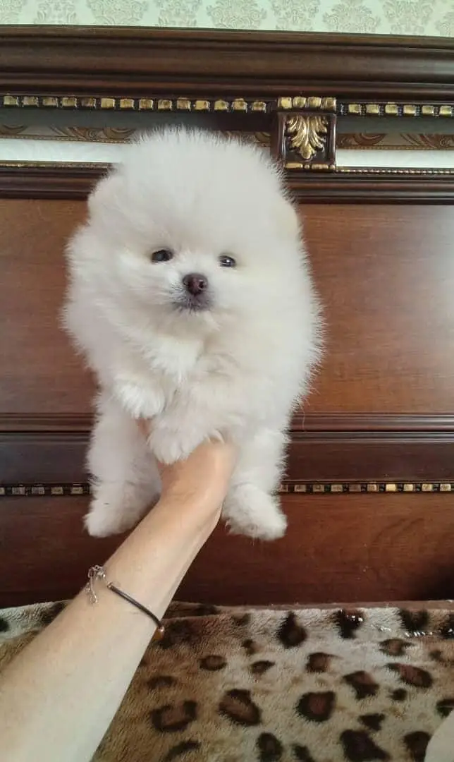 IMPORTED POMERANIAN PUPPIES ARE AVAILABLE FOR SALE — photo 3