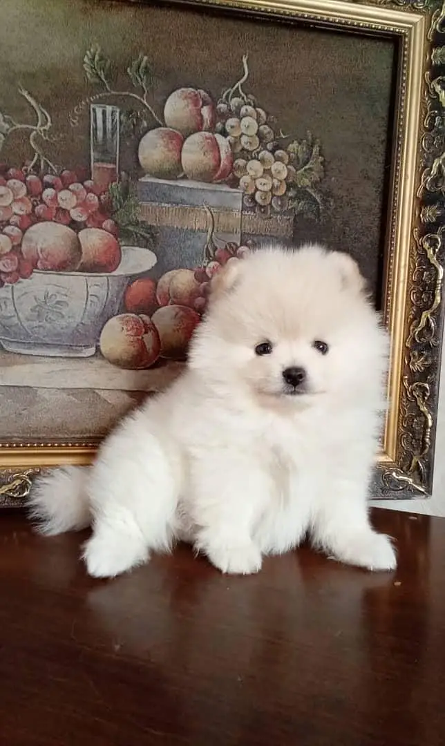 IMPORTED POMERANIAN PUPPIES ARE AVAILABLE FOR SALE — photo 4