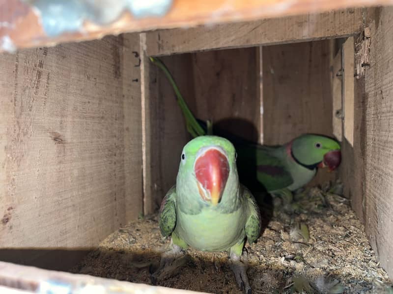Raw Breeder Pair 0