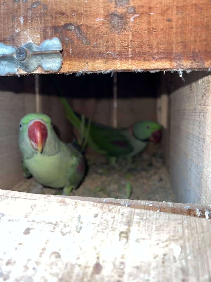 Raw Breeder Pair 2