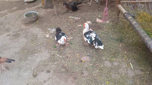 Moscovey ducks