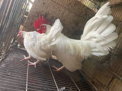 Japanese white tail pair available