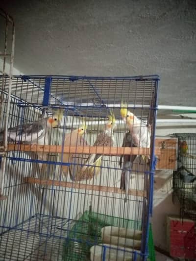 2 pearl breeding coctail parrots nd 1 white red eyes coctail parrot