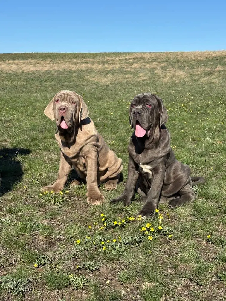 IMPORTED NEAPOLITAN MASTIFF PUPPIES ARE AVAILABLE FOR SALE — photo 2