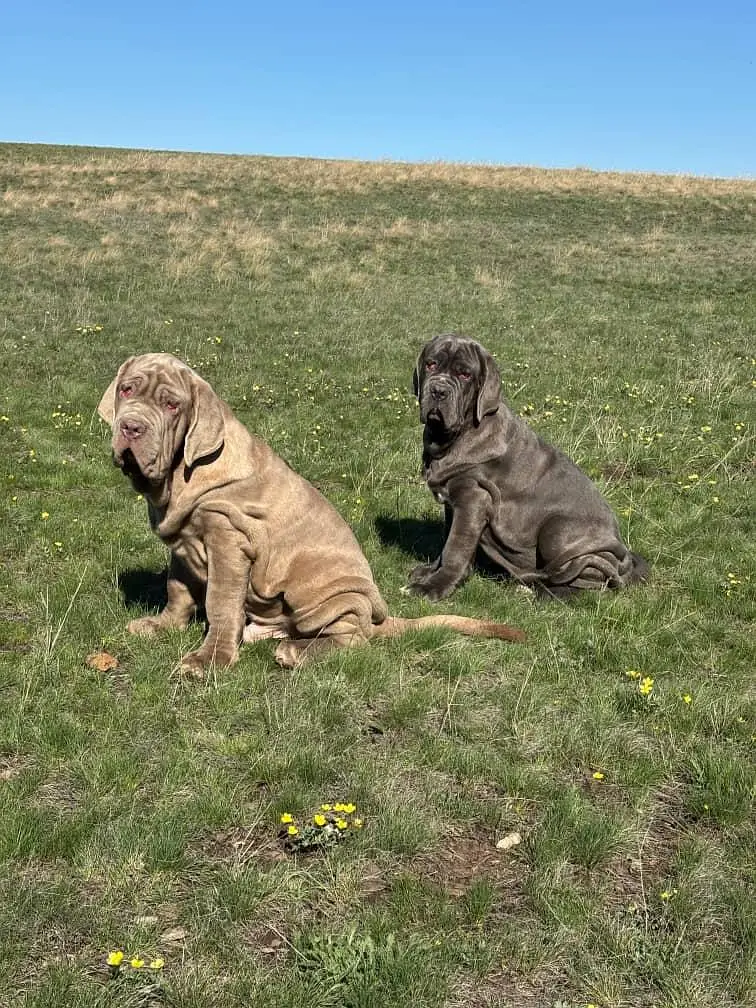 IMPORTED NEAPOLITAN MASTIFF PUPPIES ARE AVAILABLE FOR SALE — photo 3