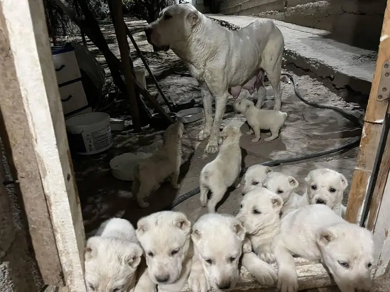IMPORTED NEAPOLITAN MASTIFF PUPPIES ARE AVAILABLE FOR SALE — photo 4