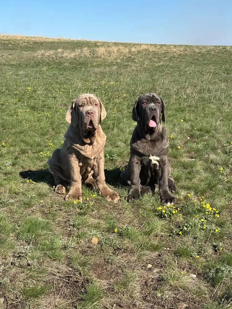IMPORTED NEAPOLITAN MASTIFF PUPPIES ARE AVAILABLE FOR SALE — photo 5
