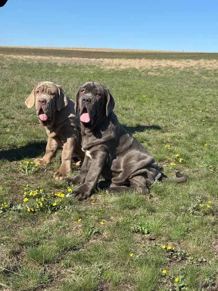 IMPORTED NEAPOLITAN MASTIFF PUPPIES ARE AVAILABLE FOR SALE — photo 6