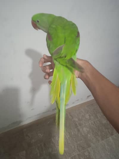 raw. parrot 100 percent male talking 03701124986