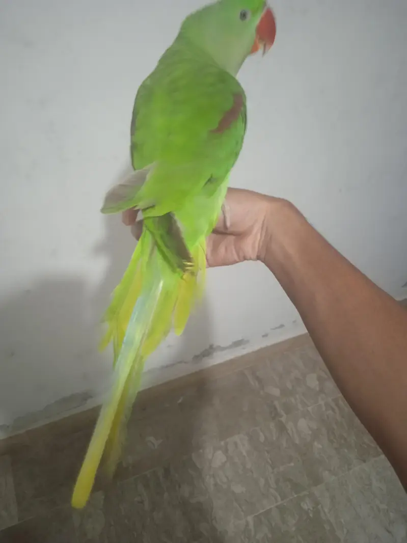 raw. parrot 100 percent male talking 03701124986 — photo 4