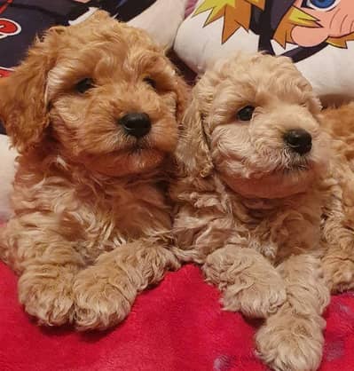 IMPORTED TOY POODLE PUPPIES ARE AVAILABLE FOR SALE