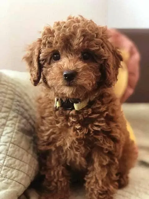 IMPORTED TOY POODLE PUPPIES ARE AVAILABLE FOR SALE — photo 2
