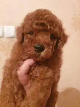 IMPORTED TOY POODLE PUPPIES ARE AVAILABLE FOR SALE — photo 3