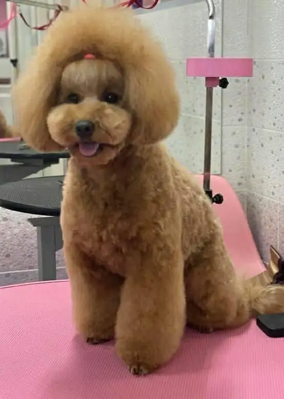 IMPORTED TOY POODLE PUPPIES ARE AVAILABLE FOR SALE — photo 4