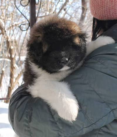 IMPORTED CAUCASIAN SHEPHERD PUPPIES AVAILABLE FOR SALE