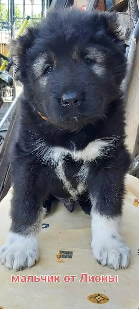 IMPORTED CAUCASIAN SHEPHERD PUPPIES AVAILABLE FOR SALE — photo 2