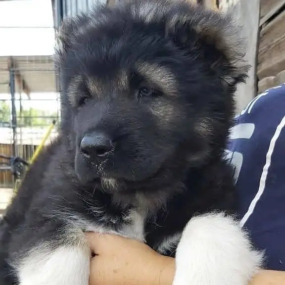 IMPORTED CAUCASIAN SHEPHERD PUPPIES AVAILABLE FOR SALE — photo 3