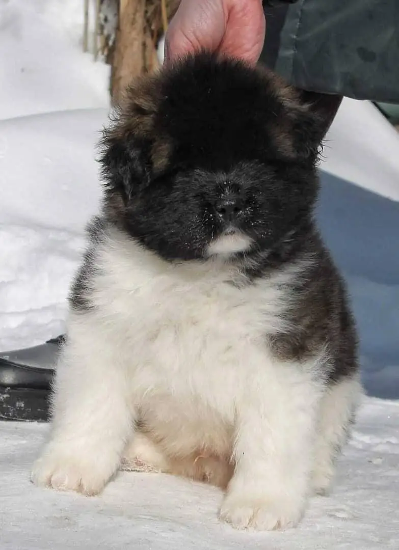 IMPORTED CAUCASIAN SHEPHERD PUPPIES AVAILABLE FOR SALE — photo 4