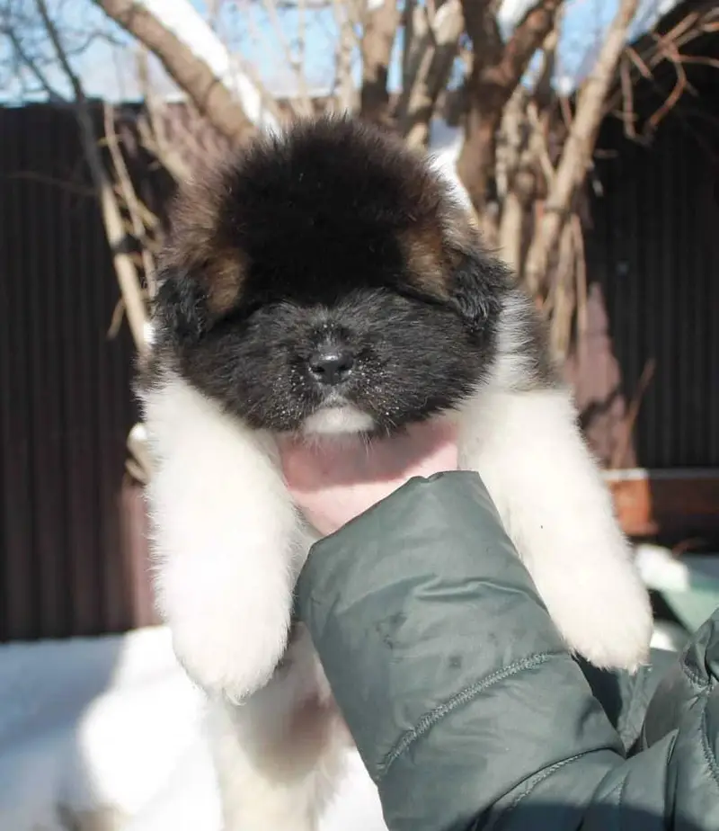 IMPORTED CAUCASIAN SHEPHERD PUPPIES AVAILABLE FOR SALE — photo 5