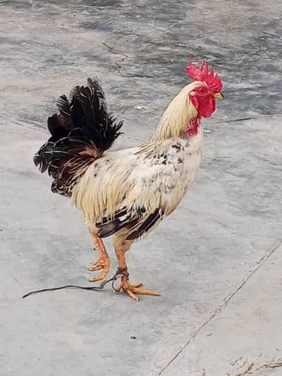 desi murgha for sale, 1,for Whatsapp 03032930326