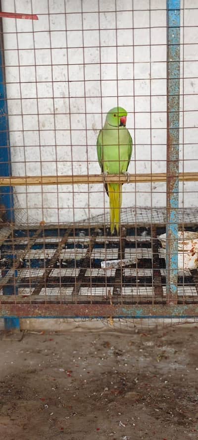 Talking parrot