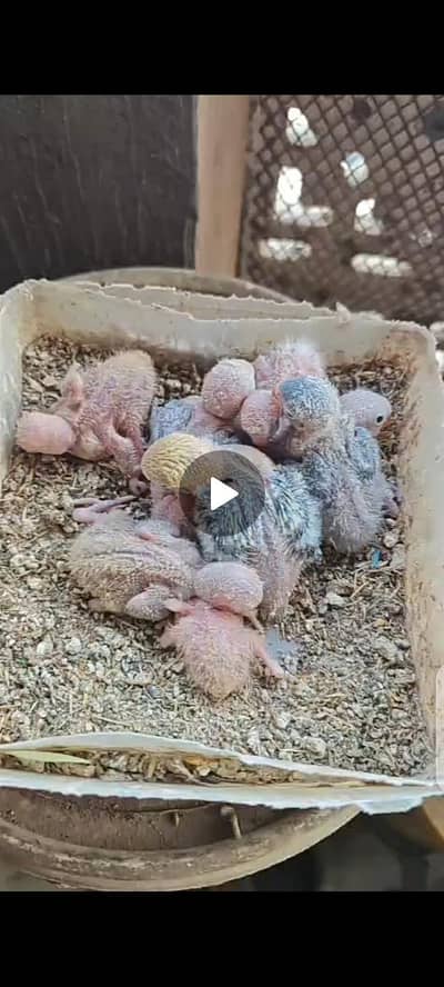 love bird chicks for hand tame delivery available ye ad Purana he