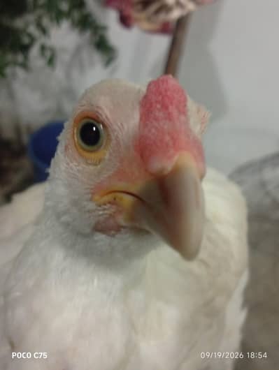 Healthy Hen & Rooster Pair for Sale – 4–5 Months Old