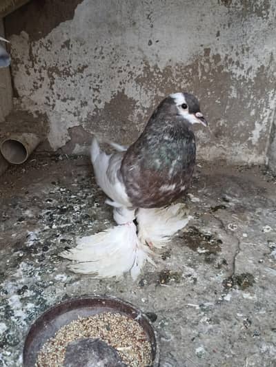 top quality gubara pair available for sale