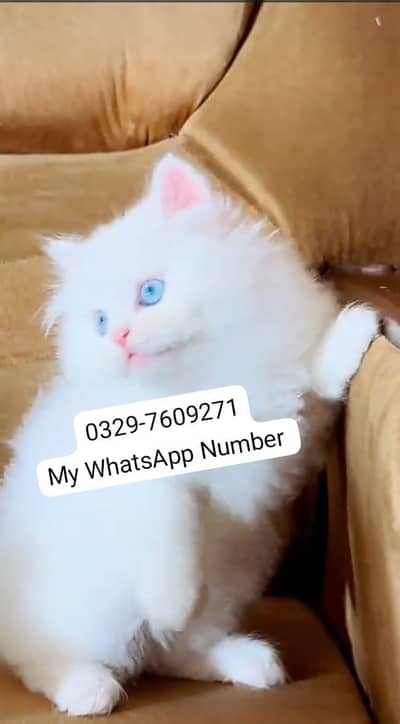 persian kitten for urgent sale