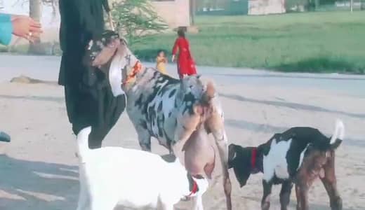 desi Bakri for sale