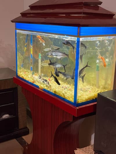 Aquariums | Fish Aquariums | Fish Tank | Glass Aquariums For Sale