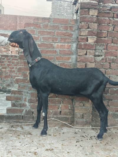 beetal bakri