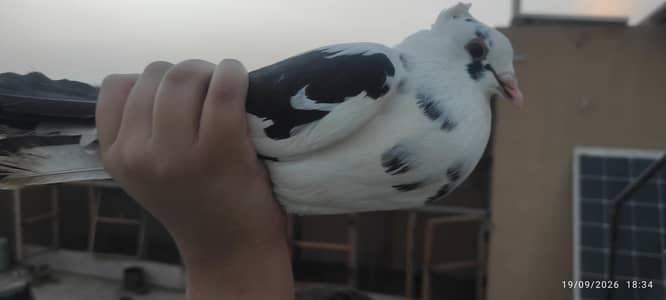 pigeons pairs available