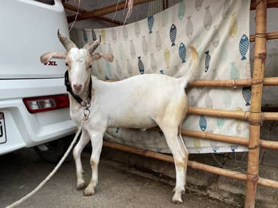 Hyderabadi Tapri 2 Bakra For Sale | Strong Build | Well Maintained