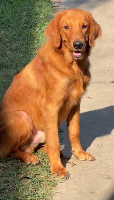 Golden retriever pair for sale