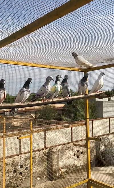 parwazi kabootar 9 total