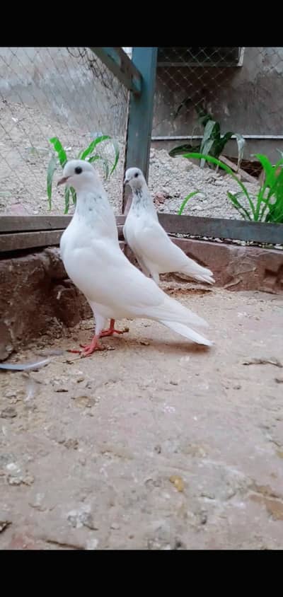 SAILKOTI MOTYUWALY WALA YOUNG PAIR FOR SALE