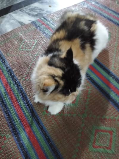 so quite cat and traind